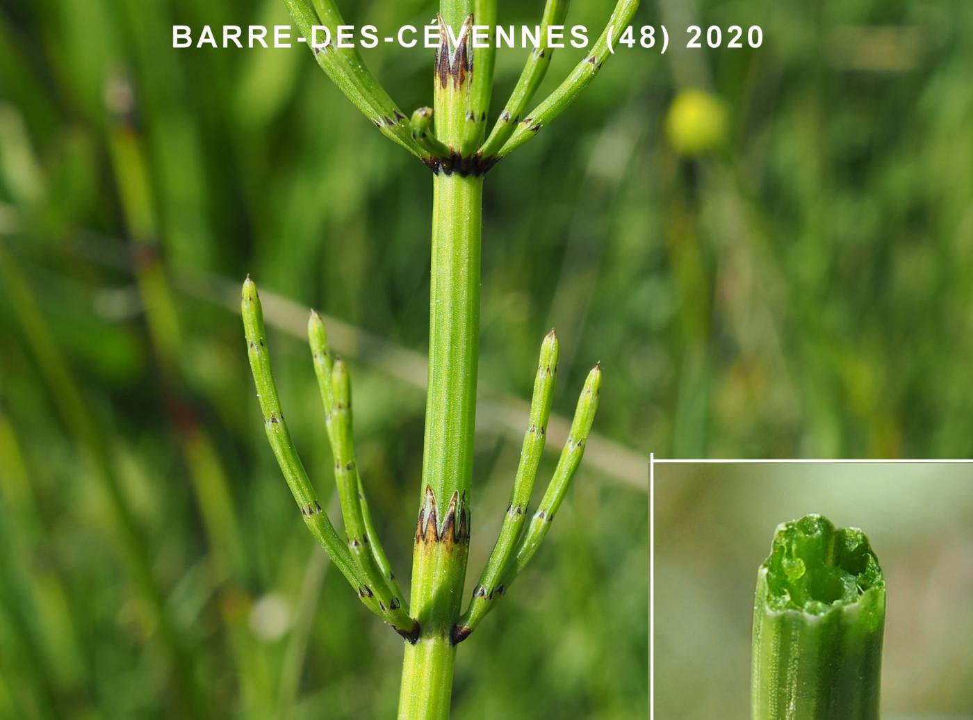 Horsetail, Marsh leaf